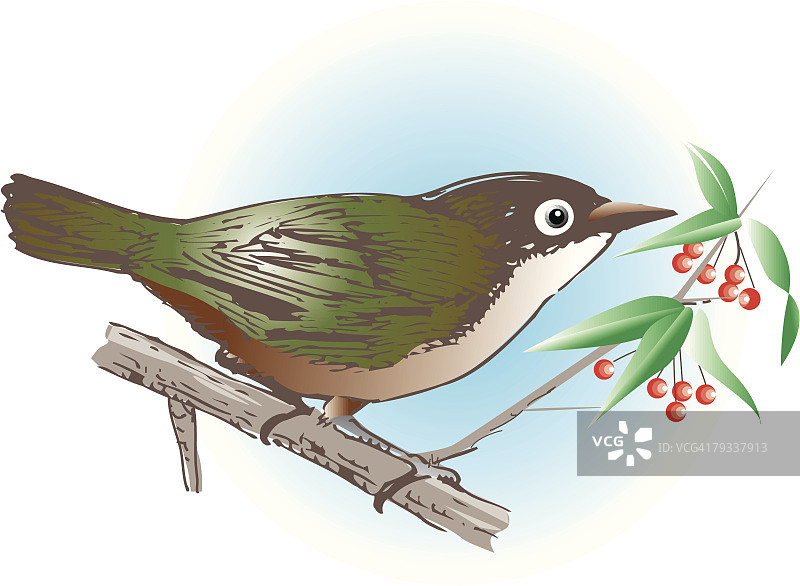 栖息在树枝上的白眼鸟侧视图图片素材