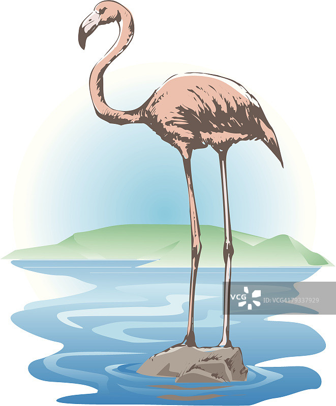 水中岩石上的火烈鸟侧视图图片素材