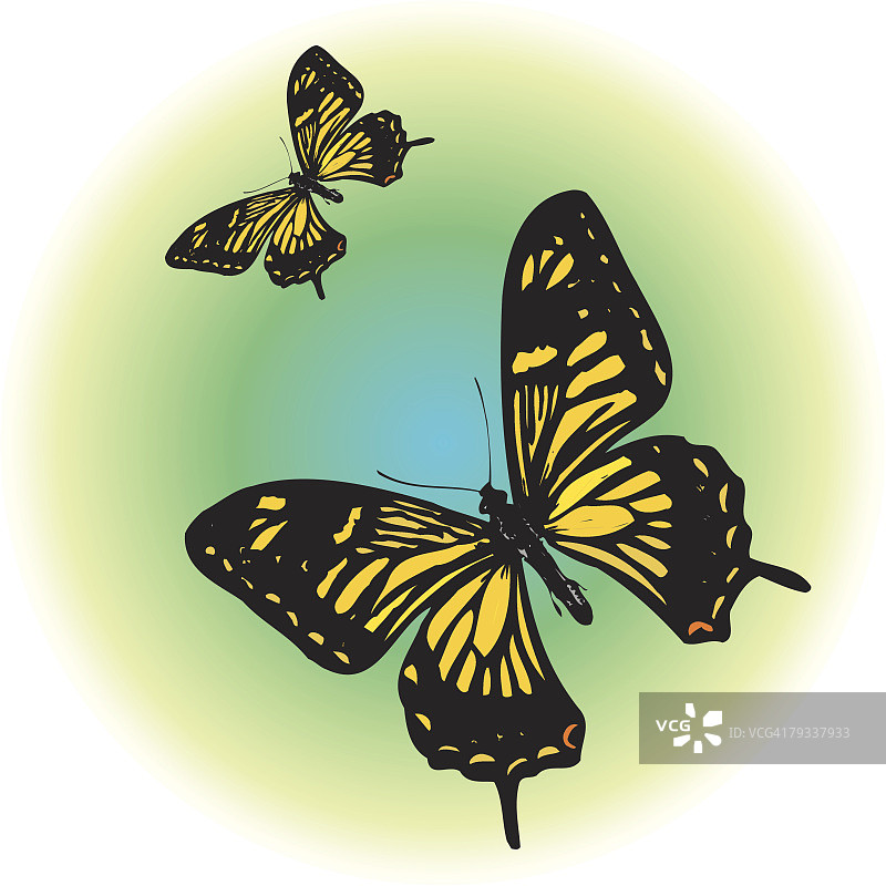 两只黑色燕尾蝶图片素材