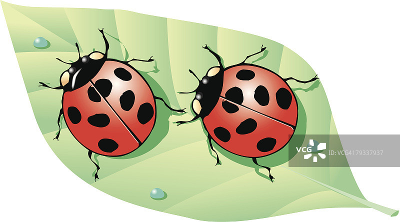 两只瓢虫在带有水滴的叶子上，高角度拍摄图片素材