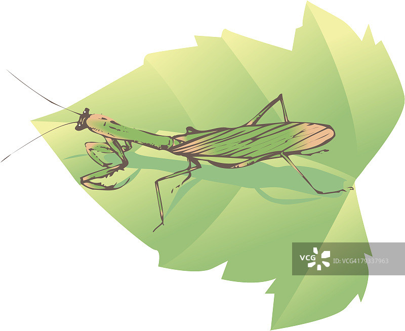 叶子上的螳螂，高角度视图图片素材