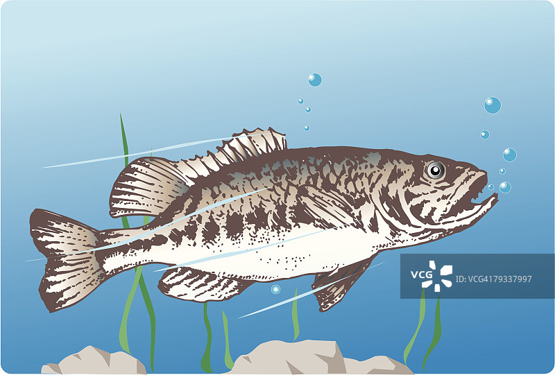 水中黑鲈鱼侧视图图片素材