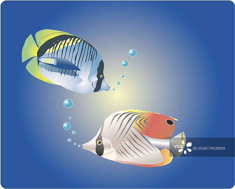 水中两条热带鱼，侧视图图片素材