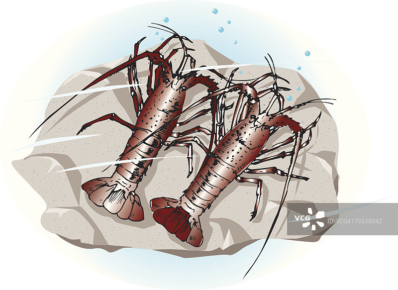 水中岩石上的两只龙虾，高角度视图图片素材