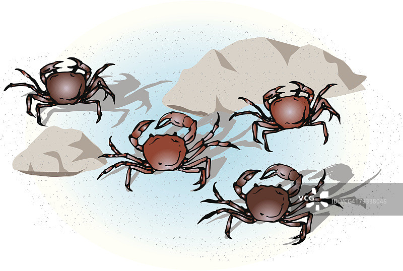 水中的四只河蟹，高角度拍摄图片素材