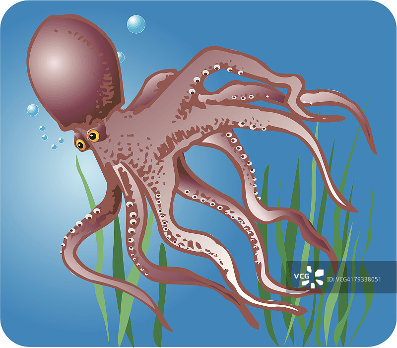 水中章鱼侧视图图片素材