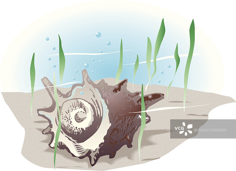 水中海螺顶部视角图片素材