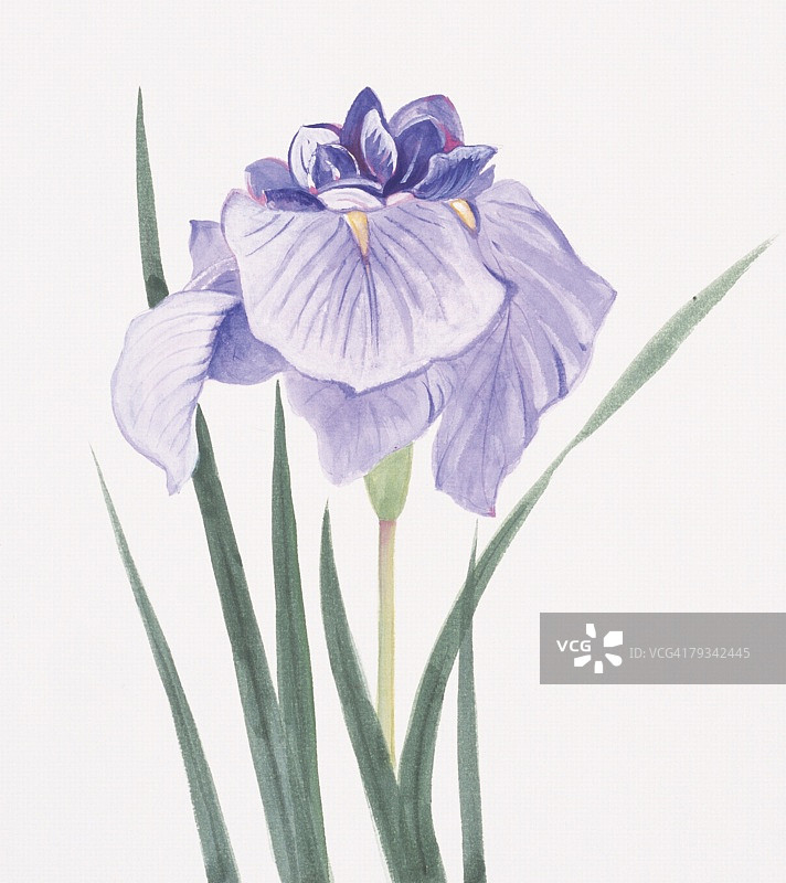 紫色鸢尾花特写图片素材