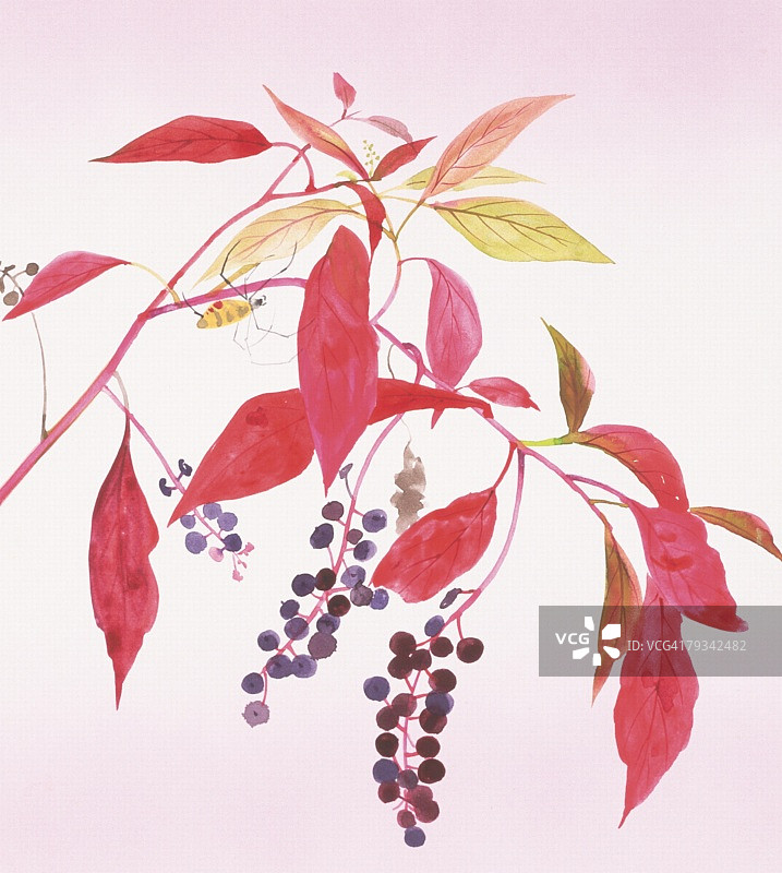 商陆特写图片素材