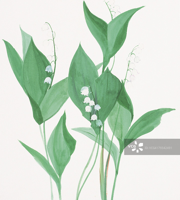 高角度拍摄的百合花图片素材