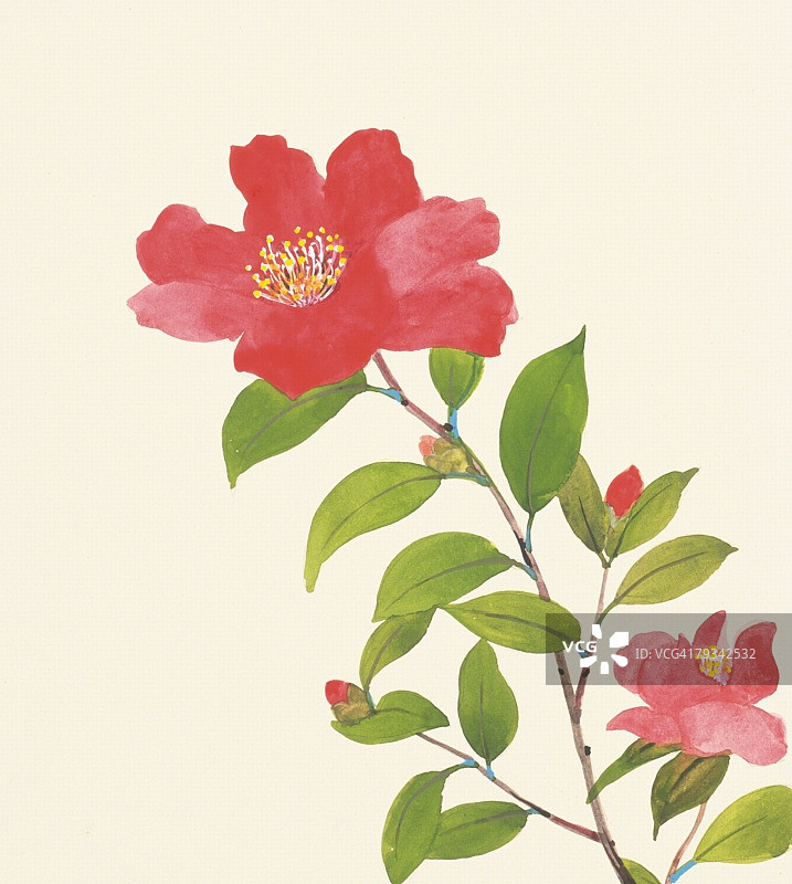 茶梅特写图片素材