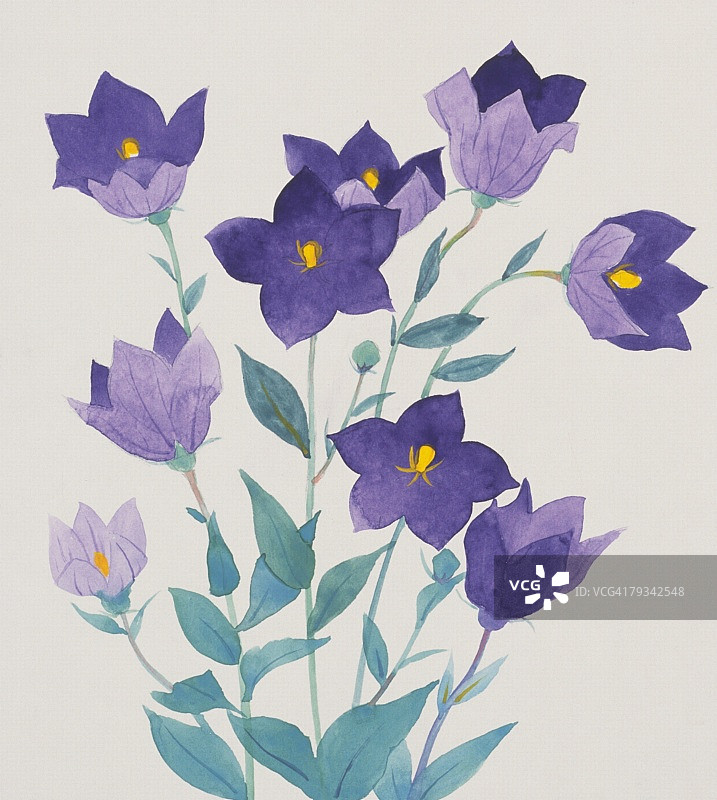 气球花，特写图片素材