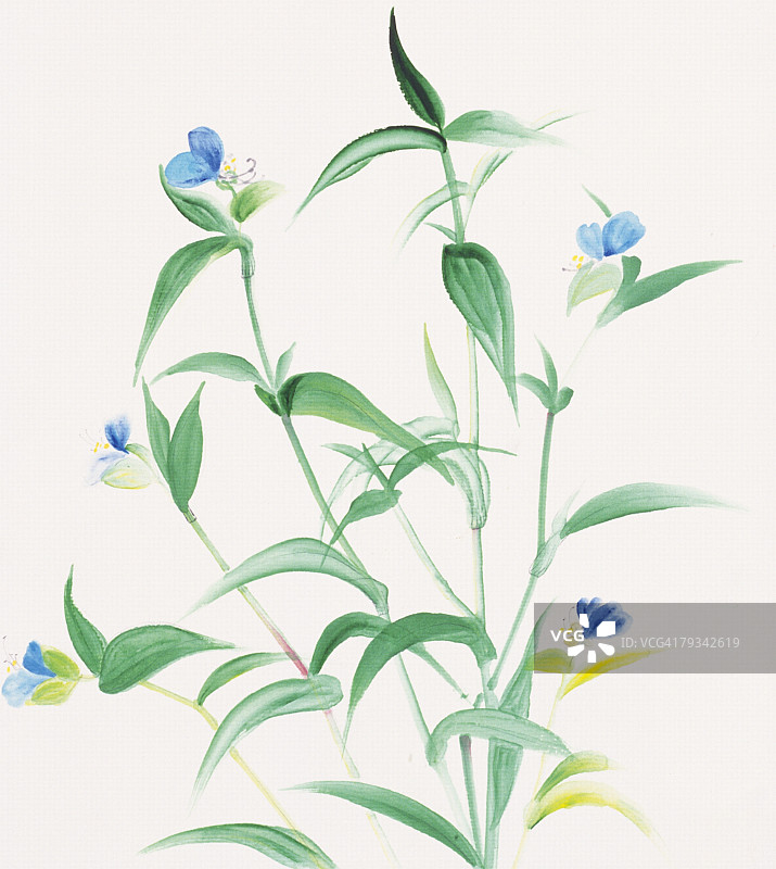 鸭跖草图片素材