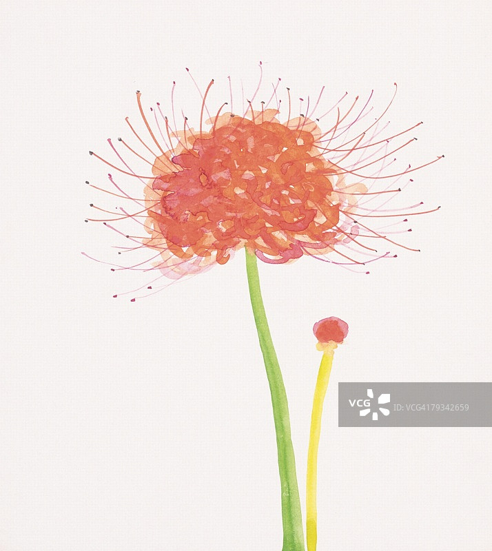 孤挺花侧面特写图片素材