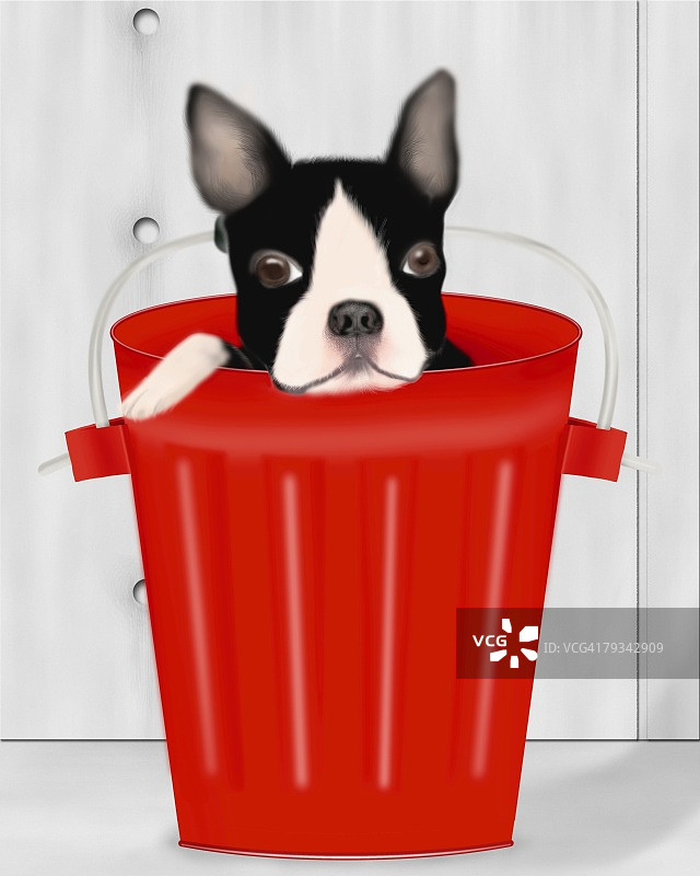 红色桶里的波士顿梗犬（正面视角）图片素材