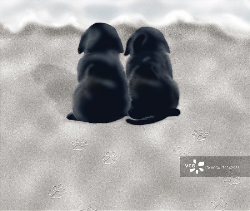 两只黑色拉布拉多幼犬沙滩背影图片素材
