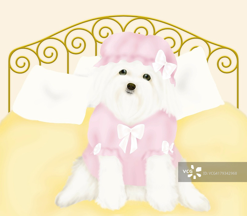 穿着睡衣坐在床上的马尔济斯犬（正面视角）图片素材