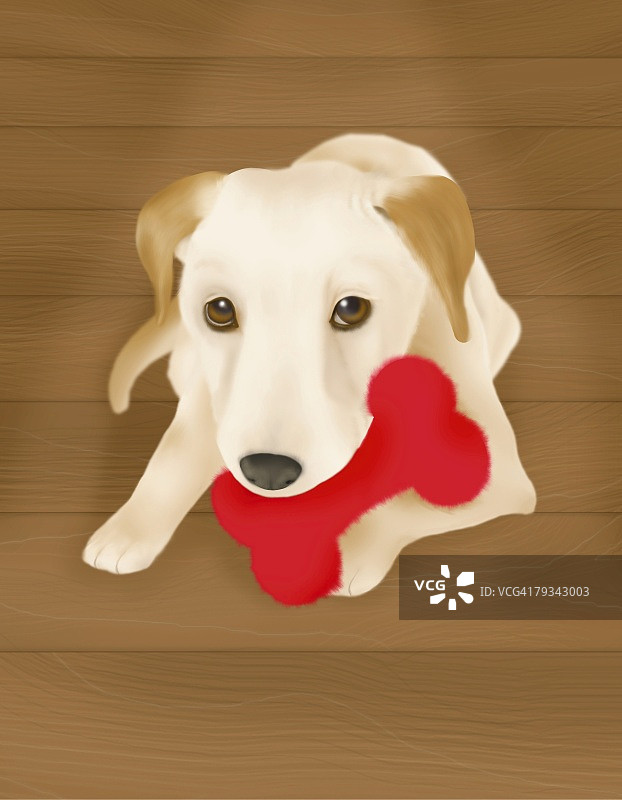 杰克罗素梗犬嘴里叼着骨头正面图图片素材