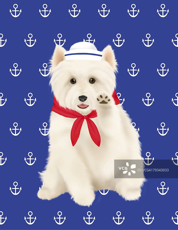 戴帽子和围巾的西高地白梗犬正面照图片素材