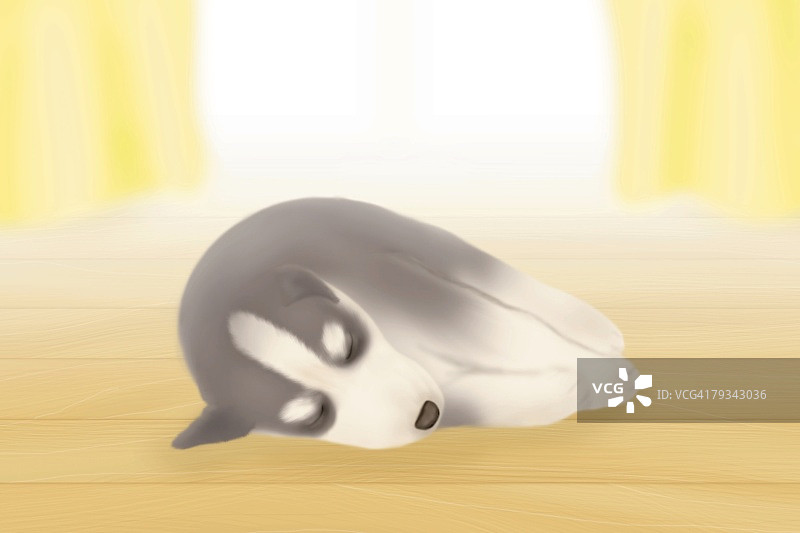 在窗边睡觉的哈士奇幼犬图片素材