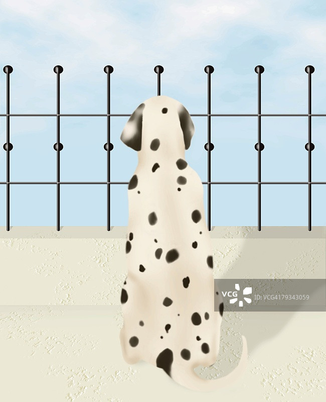 在露台上看着天空的斑点狗，后视图图片素材