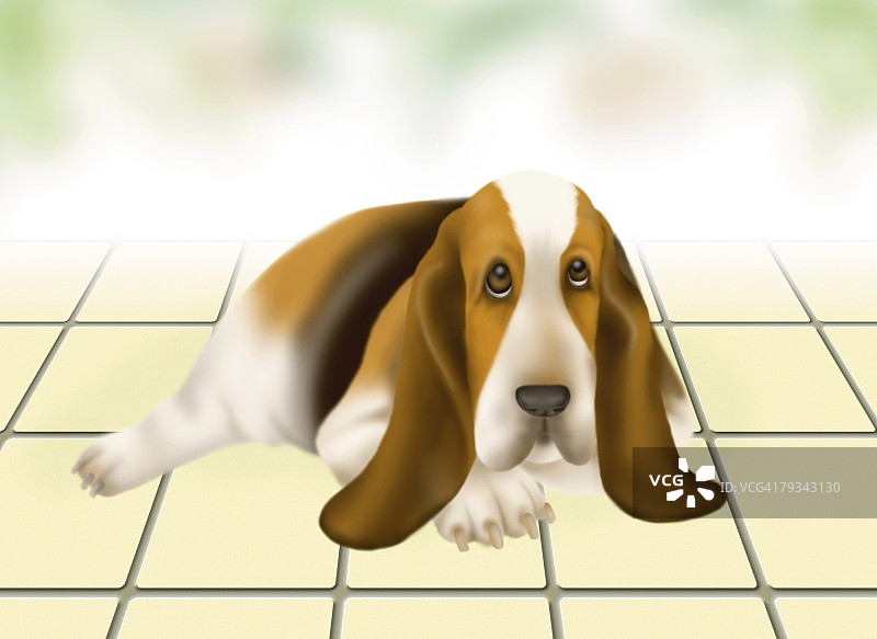 巴吉度猎犬正面躺在地板上图片素材