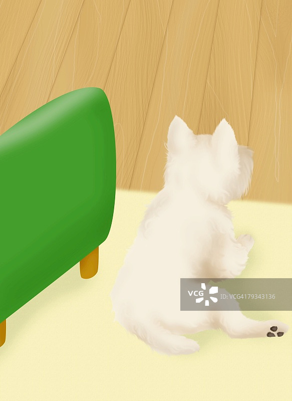 高角度拍摄的躺在沙发旁的西高地白梗犬图片素材