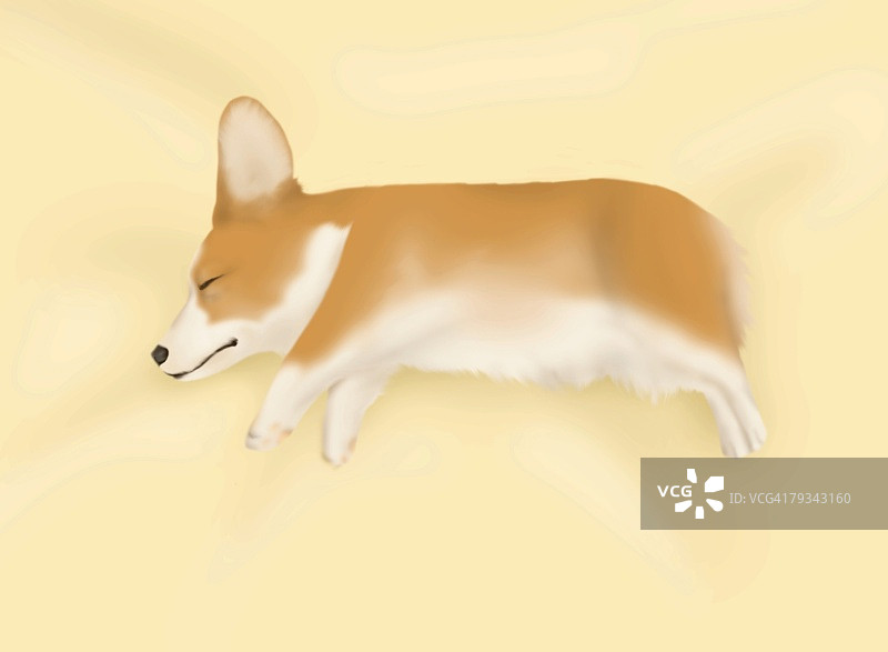 威尔士柯基犬睡在布料上，侧视图，橙色背景图片素材