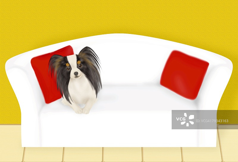 躺在沙发上的蝴蝶犬正面照图片素材