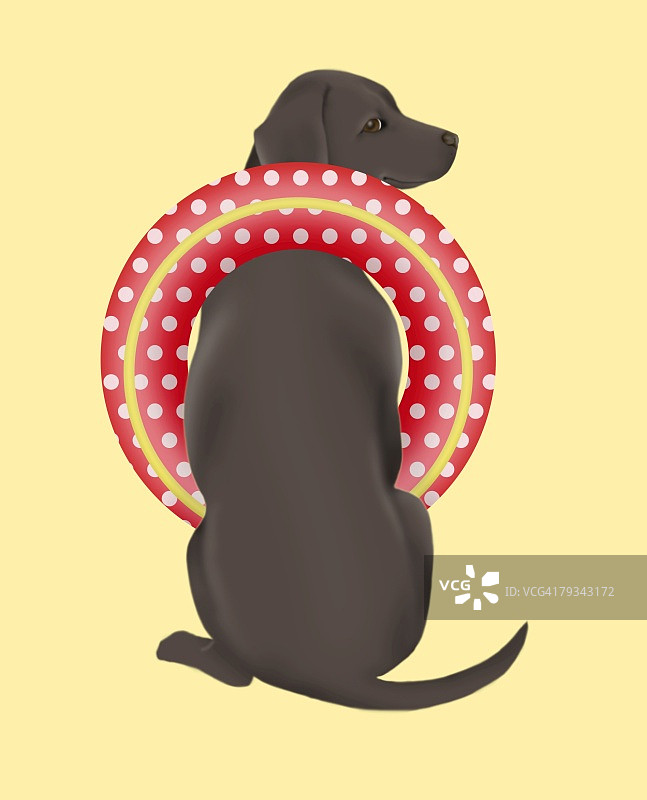 带有内胎的黑色拉布拉多寻回犬，后视图，橙色背景图片素材