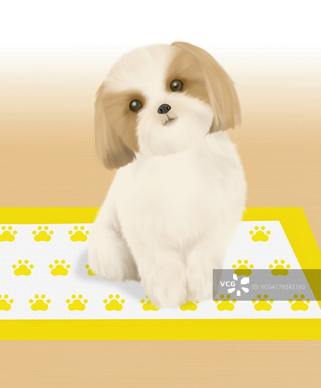 坐在垫子上的西施犬（正面视角）图片素材