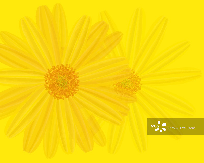 黄色表面上两朵黄色玛格丽特的特写图像，插图图片素材