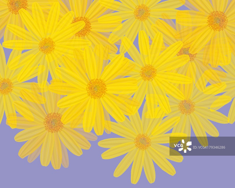 浅蓝色背景上的黄色雏菊插画图片素材