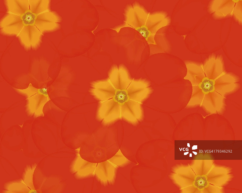 红色报春花插画特写图片素材