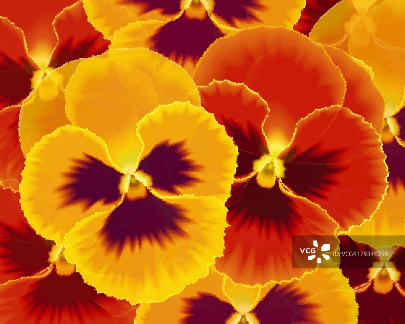 各色三色堇的特写插画图片素材