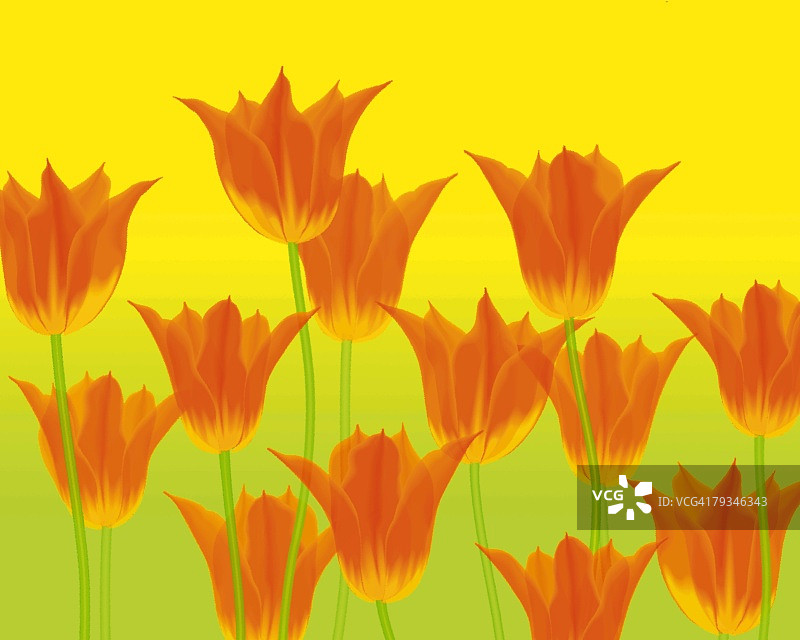 橙色郁金香特写黄绿色背景插画图片素材