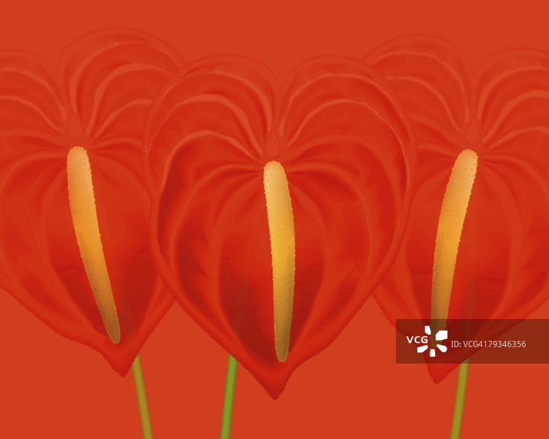 三朵红色红掌特写，正面视角插画图片素材