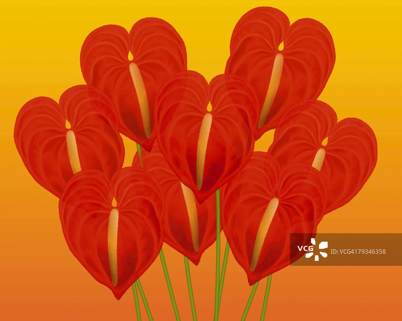 几个红色花烛特写，插图，说明性技术图片素材