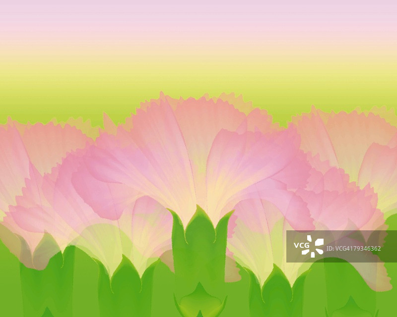 几朵粉色康乃馨的特写插图图片素材