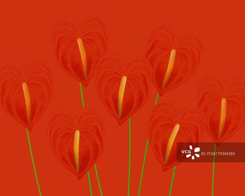 红色红掌插画图片素材