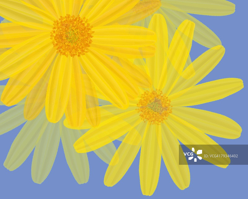 浅蓝色表面上的几朵黄色雏菊特写，高角度视图，插画图片素材