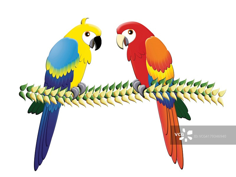 两只鹦鹉绘画插图图片素材