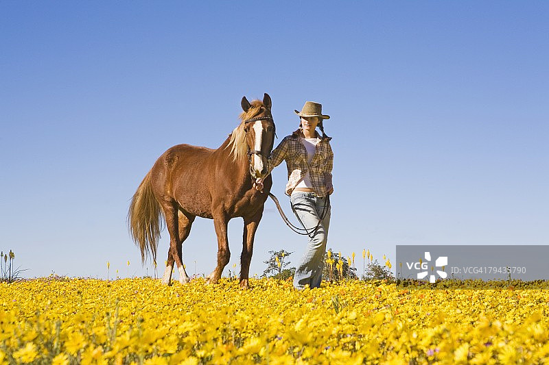 年轻女人在南非北开普省尼沃特维尔花田中遛马，低角度拍摄图片素材