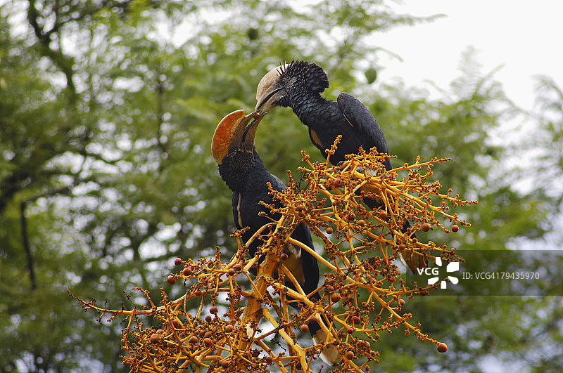 银颊犀鸟（Ceratogymna brevis）分享水果，肯尼亚涅里奥茨潘酒店，非洲图片素材
