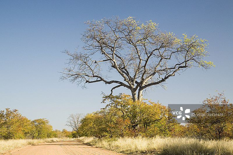 克鲁格国家公园的莫帕尼树林中的土路（南非，姆普马兰加省）图片素材