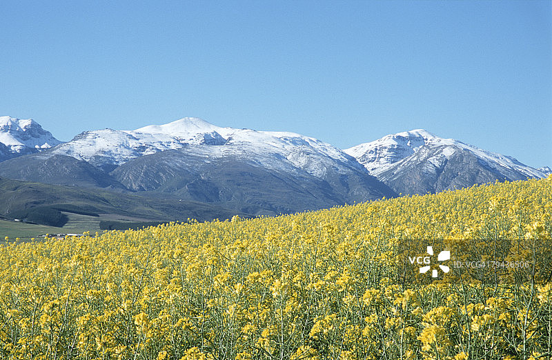 南非西开普省Overberg的油菜籽田和雪山图片素材