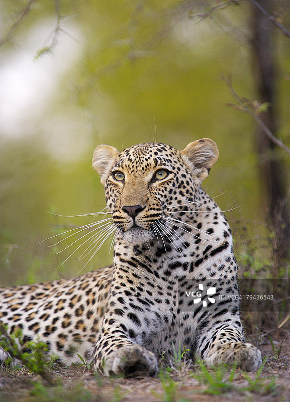 豹（Panthera pardus）躺卧的仰视角度图片素材