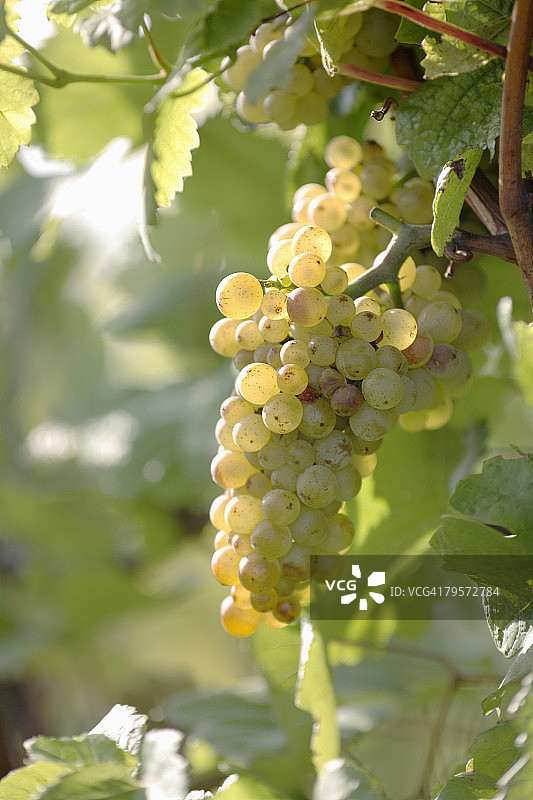 白葡萄特写图片素材