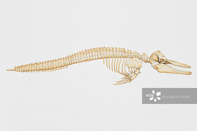 瓶鼻海豚骨骼侧视图图片素材