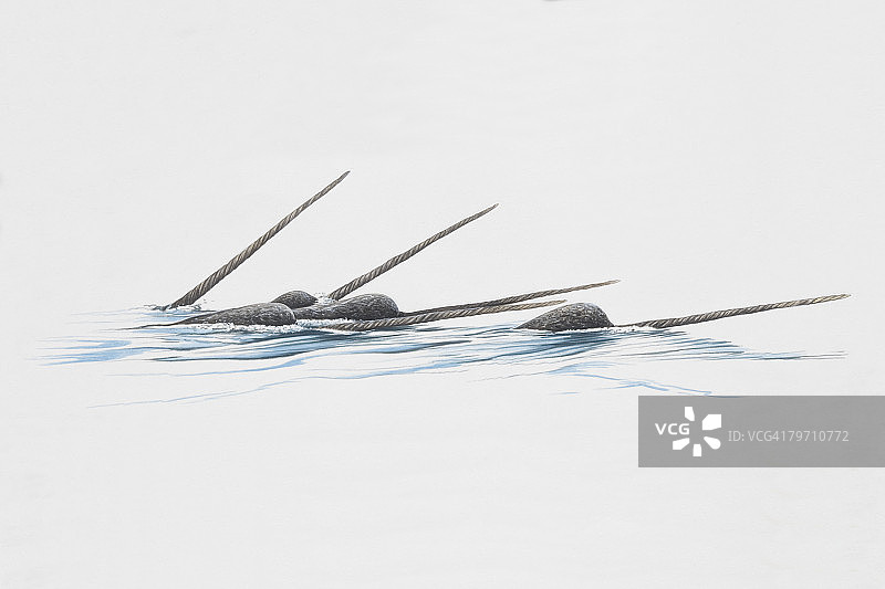 独角鲸旅行群图片素材